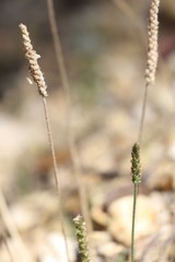 Plantago coronopus coronopus