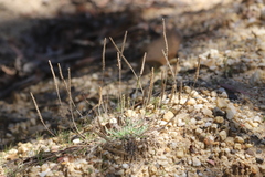 Plantago coronopus coronopus