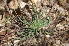 Plantago coronopus coronopus