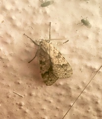 Lophocampa catenulata