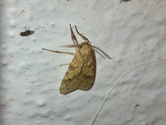 Lophocampa catenulata