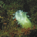 Ascidia paratropa - Photo (c) Jackson W.F. Chu, algunos derechos reservados (CC BY-NC-SA)