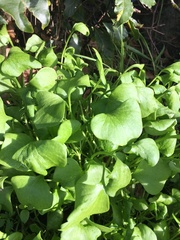 Claytonia perfoliata