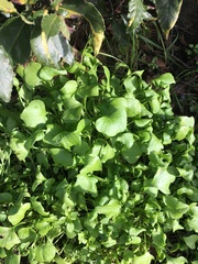 Claytonia perfoliata
