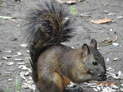 Sciurus aureogaster
