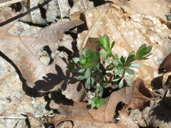 Galium dahuricum