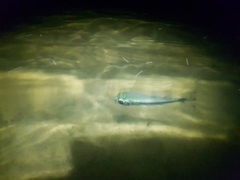 Atherinomorus vaigiensis