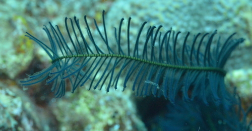 Comanthus parvicirrus observed 2020-11-18