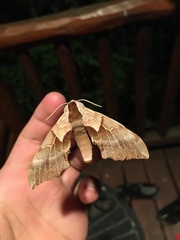 Smerinthus saliceti