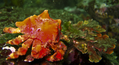 Echidnocerus cibarius