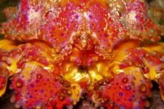 Echidnocerus cibarius