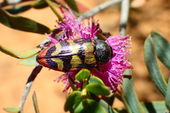 Castiarina simulata