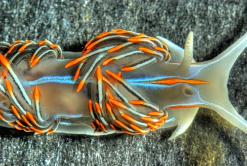 Horned Nudibranch, Bamfield, British Columbia, Canada, photo 6 of 10
