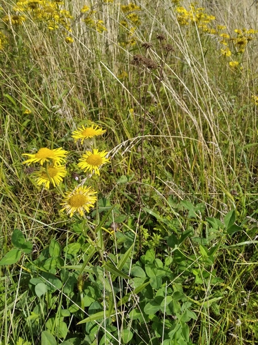 Inula japonica (Inula japonica)