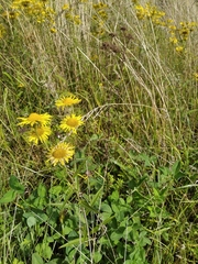 Inula japonica
