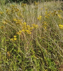 Inula japonica
