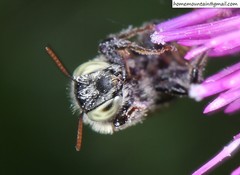 Hoplitis beijingensis