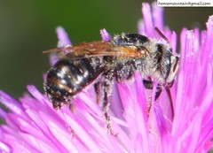 Hoplitis beijingensis