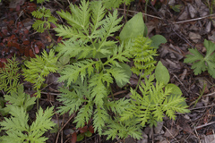 Artemisia maximovicziana