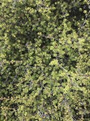 Kunzea tenuicaulis