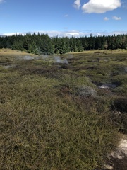 Kunzea tenuicaulis
