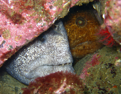 Anarrhichthys ocellatus