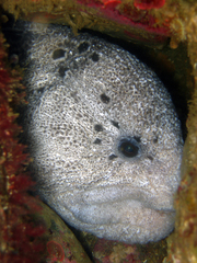 Anarrhichthys ocellatus