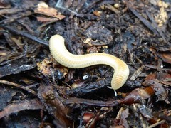 Polyzoniidae