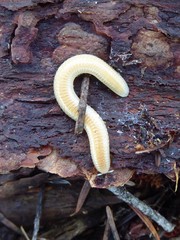 Polyzoniidae
