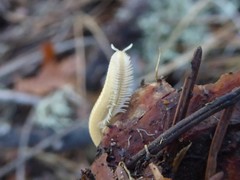 Polyzoniidae
