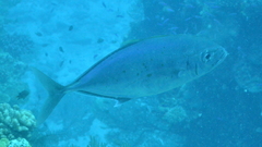 Craterognathus plagiotaenia