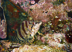 Oxylebius pictus