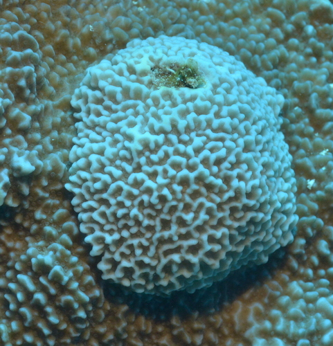 Montipora foveolata observed 2020-11-18