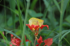 Catopsilia gorgophone