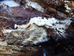 Bdellozonium