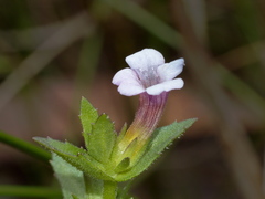 Gratiola pubescens