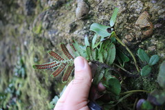 Polypodium scouleri image