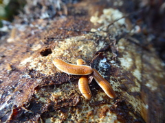 Bdellozonium