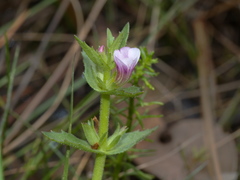 Gratiola pubescens