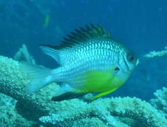 Amblyglyphidodon leucogaster