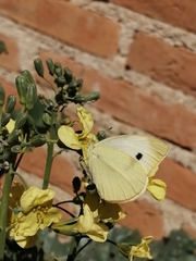 Pieris rapae rapae