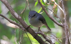 Eopsaltria georgiana