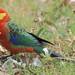 Western Rosella - Photo (c) Jeff Melvaine, some rights reserved (CC BY-NC), uploaded by Jeff Melvaine