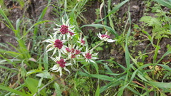 Lomatium hooveri