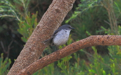 Eopsaltria georgiana