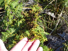 Eriophyes quadrifidus