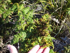 Eriophyes quadrifidus