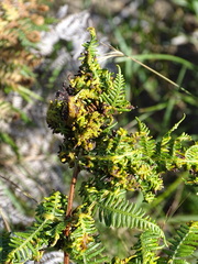 Eriophyes quadrifidus