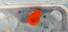Liparis mucosus