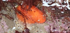 Liparis mucosus